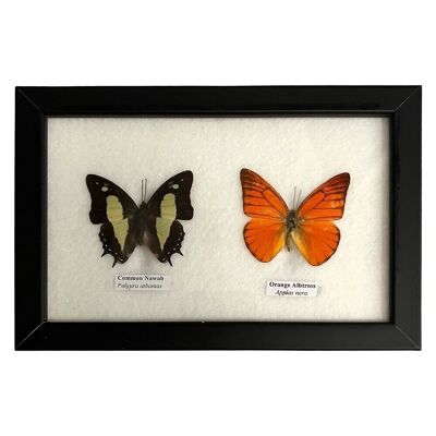 Papillon Taxidermie, 2 Papillons, Assortis, Montés Sous Verre, 20x13cm