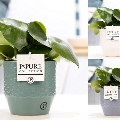 Peperomia polybotrya 'Goccia di pioggia'