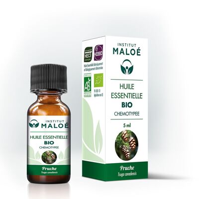 Hemlock essential oil - 5 mL