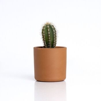 Le Cactus : Monsieur Cactus 4