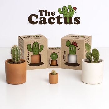 Le Cactus : Monsieur Cactus 6