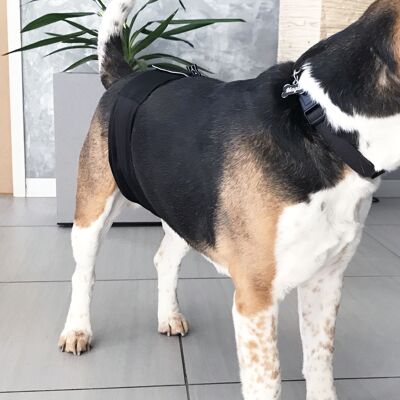 Cinturón absorbente lavable para perro o gato (pérdida de orina de mascota)