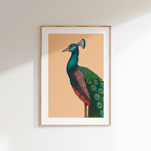 Limited edition Fine art print A PROUD PEACOCK