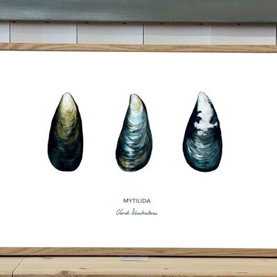 Poster of shellfish The Mussel painted in acrylic