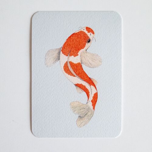 Postcard KOHAKU KOI blue