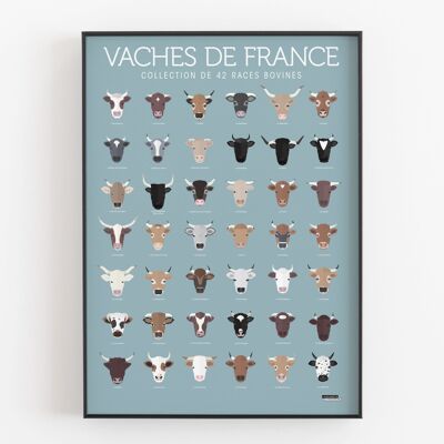 Cartel de vacas francesas