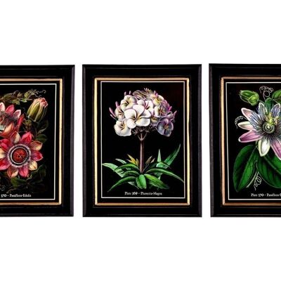 Botanical Framed Print 25cm