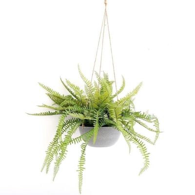 Hanging Fern In Pot