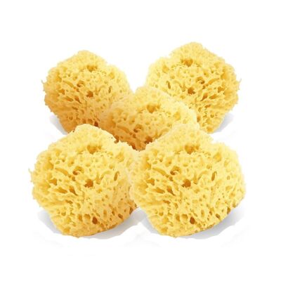 Set of 5 Small Natural Marine Sponges