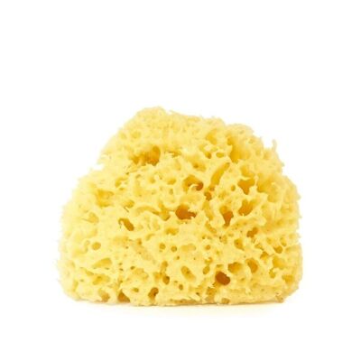 Large Natural Marine Sponge