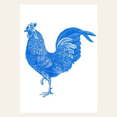 Rooster