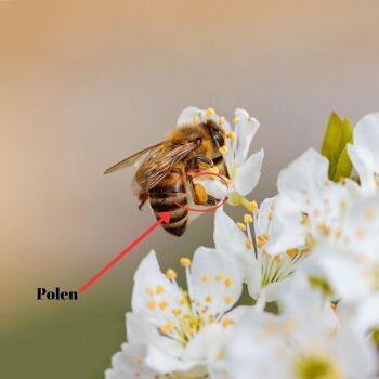 Pollen d'abeille biologique #10 3