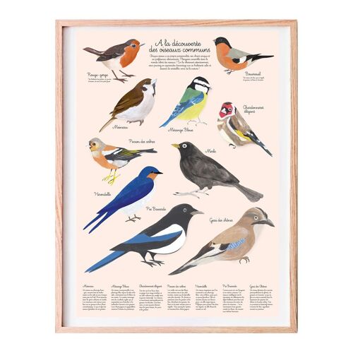 Affiche Éducative A3 sur les Oiseaux du Jardin pour Enfants - Émerveillez vos Petits Explorateurs !