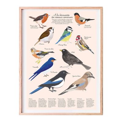 Poster Educativo A3 sugli Uccelli da Giardino per Bambini - Stupisci i tuoi Piccoli Esploratori!