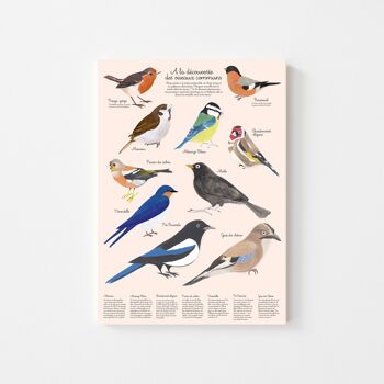 Affiche Éducative A3 sur les Oiseaux du Jardin pour Enfants - Émerveillez vos Petits Explorateurs ! 2
