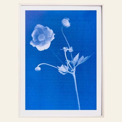 Risography – Artprint Poster – Anemone – DIN A3