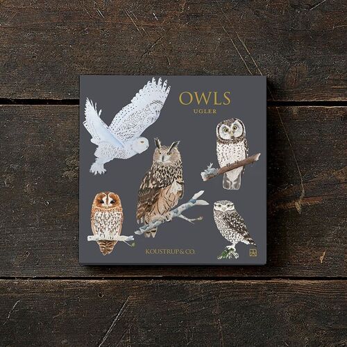 Square Cardfolder - Owls 8 cards w/envelopes