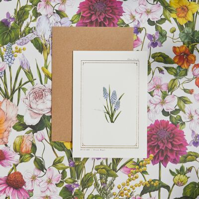 Muscari - 'L'Archivio Botanico: Edizione Quotidiana' - Card