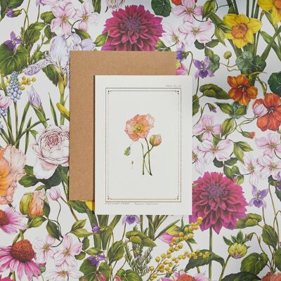 Amapola islandesa - 'The Botanist Archive : Everyday Edition' - Tarjeta