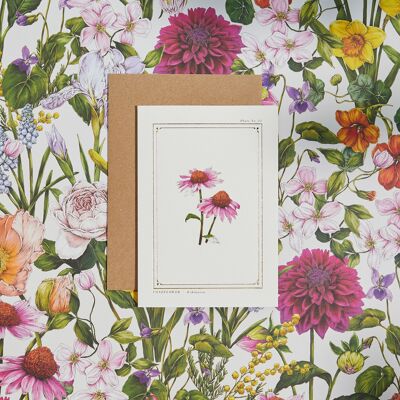 Echinacea - 'L'Archivio Botanico: Edizione Quotidiana' - Card