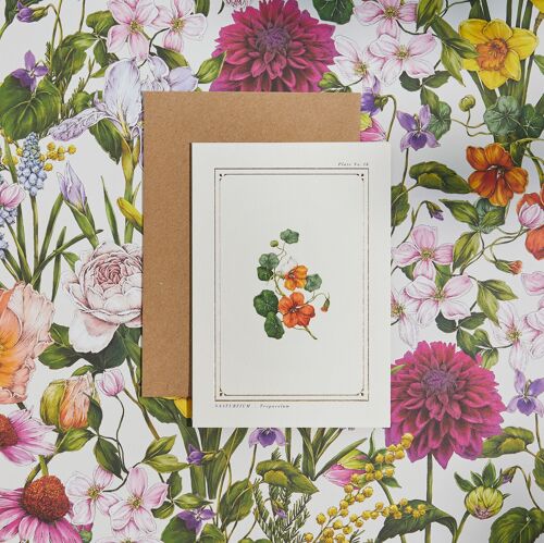 Nasturtium - 'The Botanist Archive : Everyday Edition' - Card