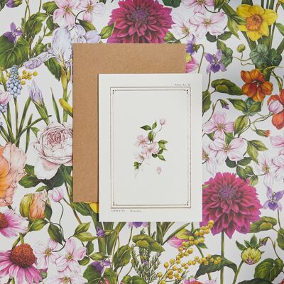 Clematis - 'The Botanist Archive : Everyday Edition' - Card