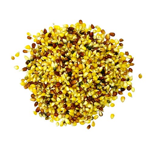 Maïs popcorn multicolore - vrac
