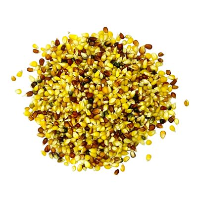 Multicolored popcorn - bulk