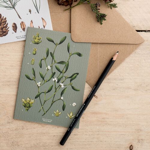 Species - Mistletoe - Christmas Card