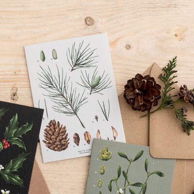 Species - White Pine - Christmas Card