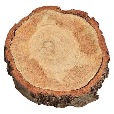 Rodaja de árbol roble natural (H) 3cm Ø12-14cm