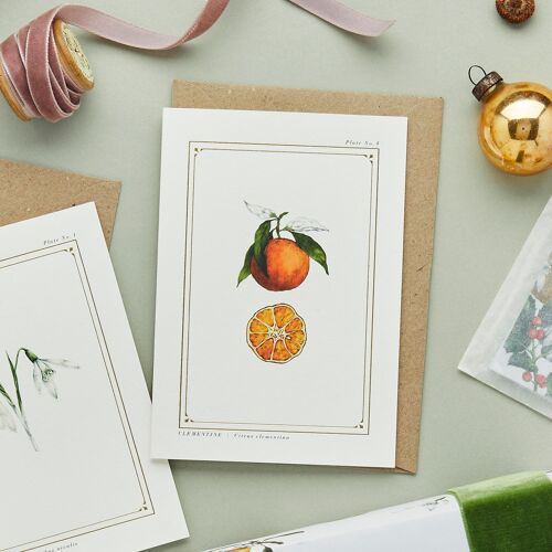Clementine - The Botanist Archive: Festive Edition - Christmas Card