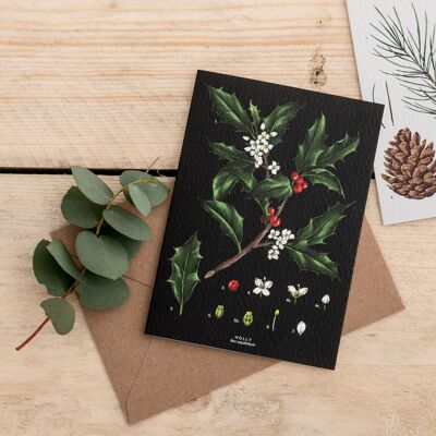 Species - Holly - Christmas Card