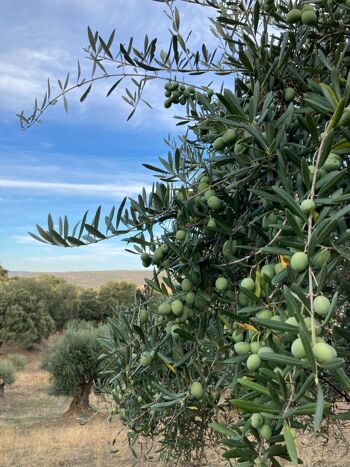 Huile d'olive extra vierge biologique espagnole premium 500ml 5