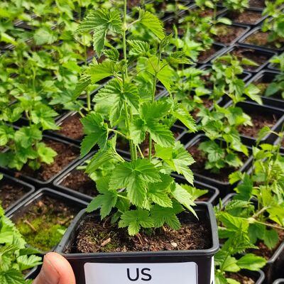 Planta de lúpulo, lista para plantar - US CASCADE