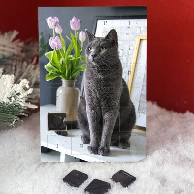 Calendario dell'Avvento del gatto Chartreux grigio