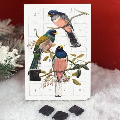 Birds Advent Calendar