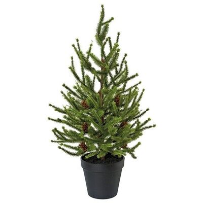 Spruce in a 55cm pot made of plastic green