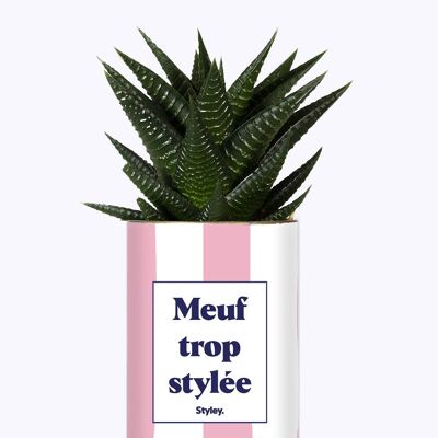Succulent Plant - Too stylish girl -