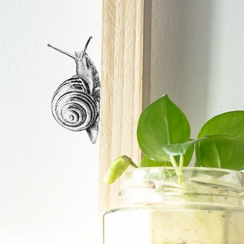 Garden snail wall sticker - hand-drawn illustration - wall art