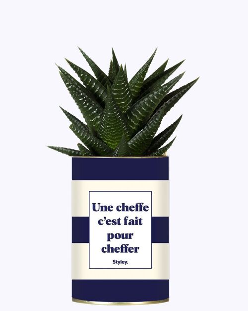 Plante Grasse - une cheffe c'est fait pour cheffer -