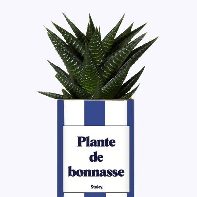Succulent Plant - Hottie Plant -