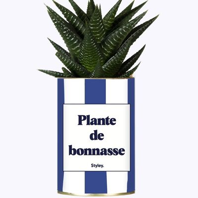 Sukkulente Pflanze - Hottie Plant -