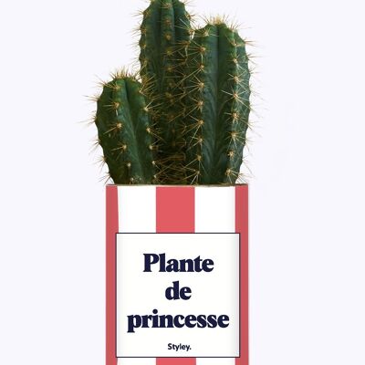 Planta suculenta - Planta princesa -