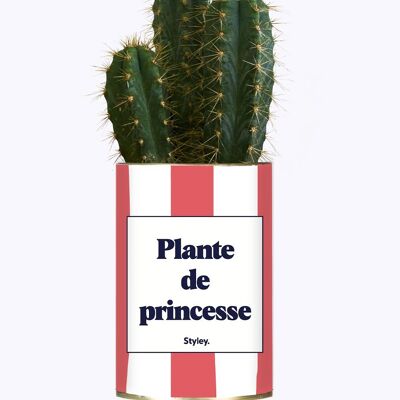 Planta suculenta - Planta princesa -