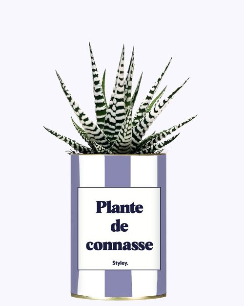 Plante Grasse - Plante de connasse -