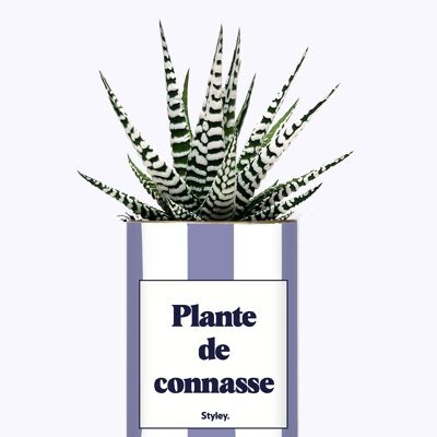 Plante Grasse - Plante de connasse -