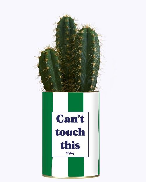 Plante Grasse - Can't touch this  -