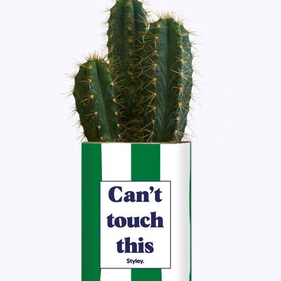 Pianta succulenta - Non posso toccarla -