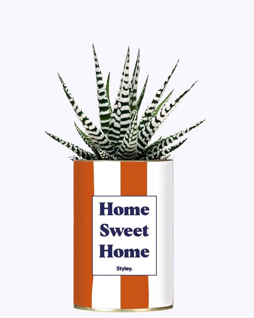 Plante Grasse - Home Sweet Home -
